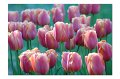 Tulpen A 07